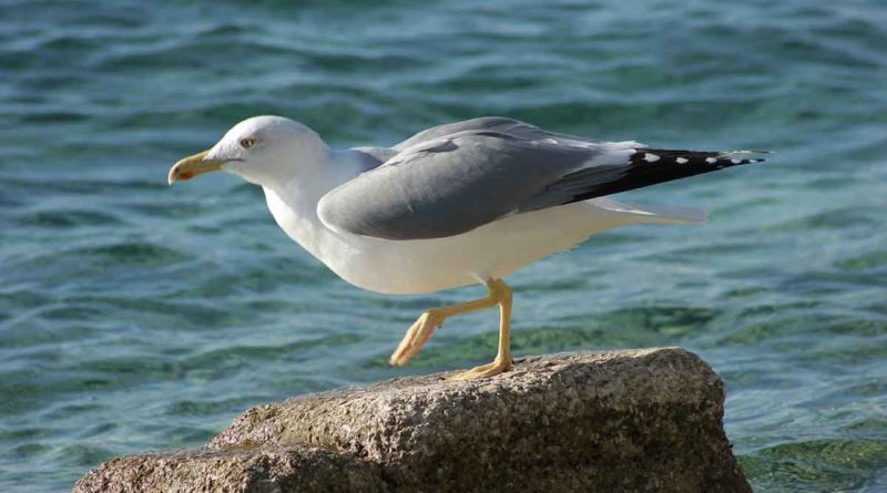 seagull pictures
