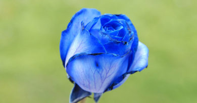 navy blue flowers