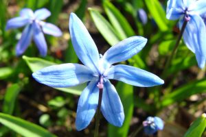 navy blue flowers