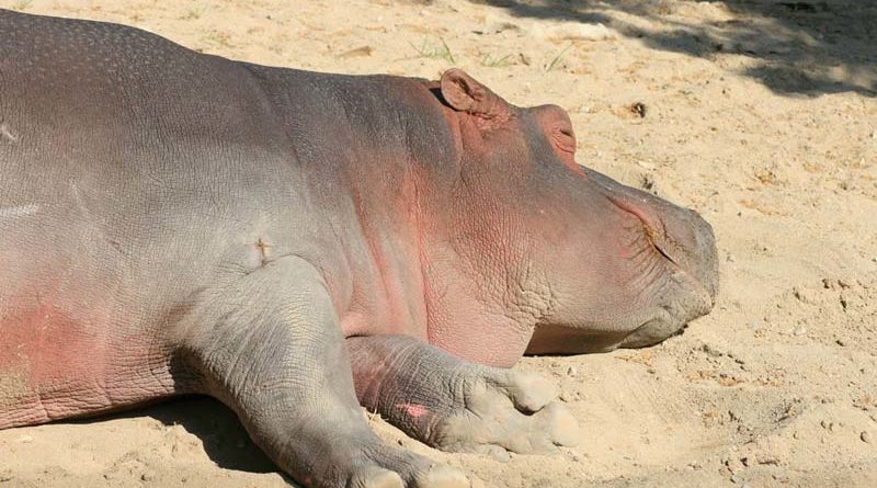 hippo photos