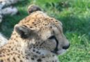 head of cheetah