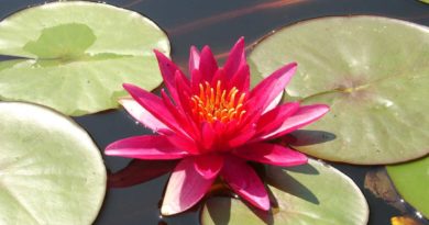 lotus flower pictures