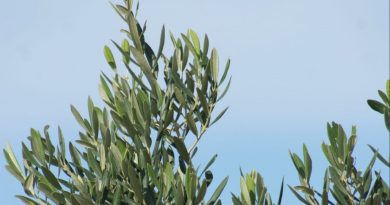 Olive Tree Leaves