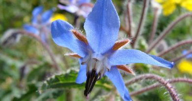 Royal Blue Flowers