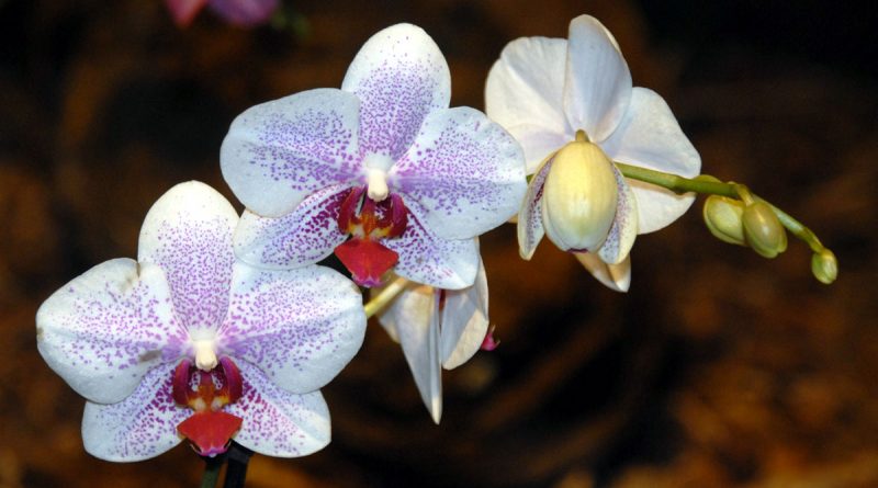 species of orchids