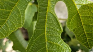 Fig Leaves