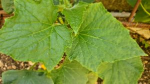 cucumber Leaves