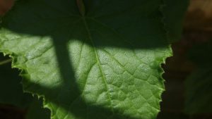 cucumberphotos