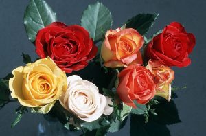 rose leaves