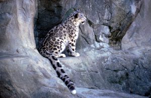 Wildlife Photography
