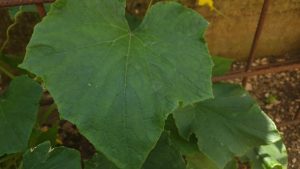 cucumber leaves
