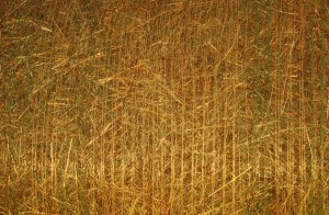 brown-pattern-2o