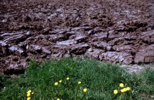 flowers-soil-6c9