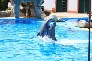 dolphinfreeimages
