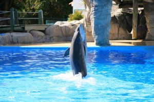 dolphinlargeimages2