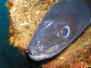conger-fish