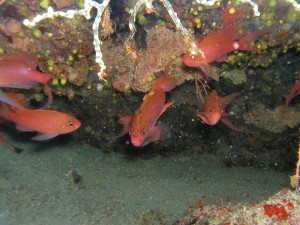 fish-photos