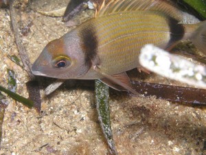 fish-pictures