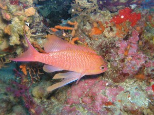fish-pictures21