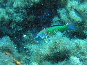 fish10029