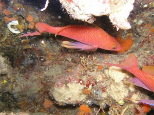 fish images013