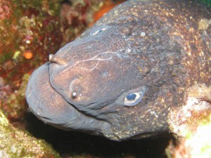 muraena-fish-head