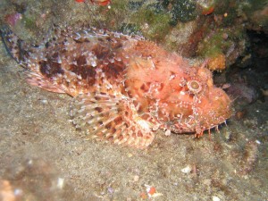 redscorpionfish5