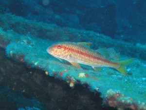 striped  red mullet