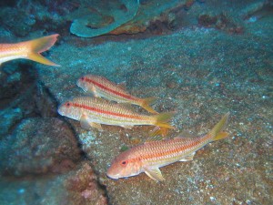 striped  red mullet10