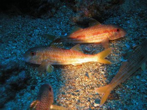 striped  red mullet2