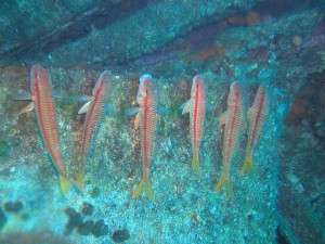 striped  red mullet4