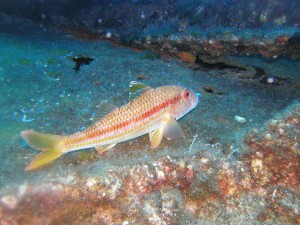 striped  red mullet5
