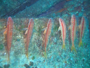 striped  red mullet8