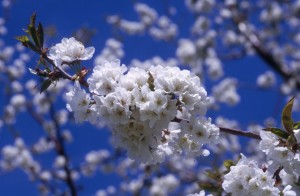 blossom-p3ex
