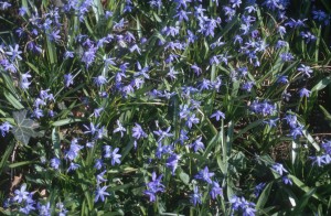 blue-flowers-5y9r