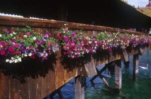 bridge-flowers-7ntk