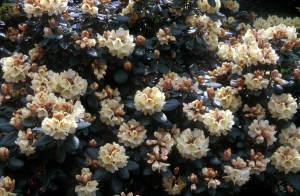 bush-flowers-c6o3
