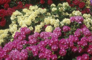 bush-flowers-igx4