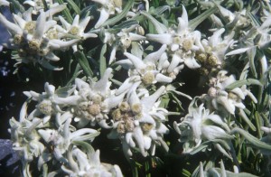 edelweiss-f37y
