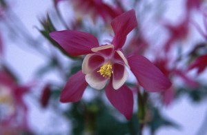 flower-2bl4