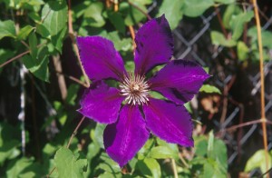 flower-2xg6