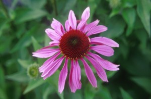 flower-3ah2