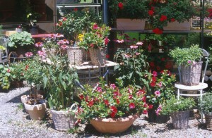 flower-pots-4xg7