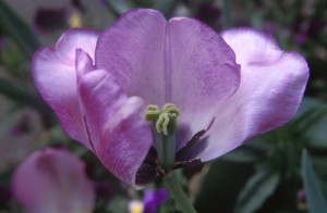flower-tulip-z6q