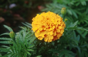flower-yellow-c4jq