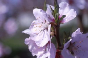 flowers-0b6y