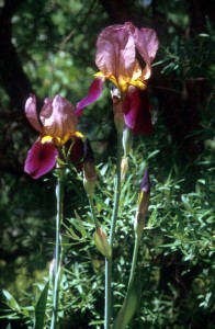 flowers-1cf6