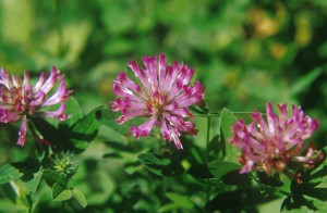 flowers-6t5n