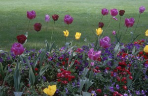 flowers-8xl2