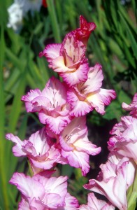 flowers-ay7h